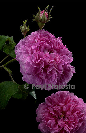 Rosa gallica ‘Duchesse de Berry’