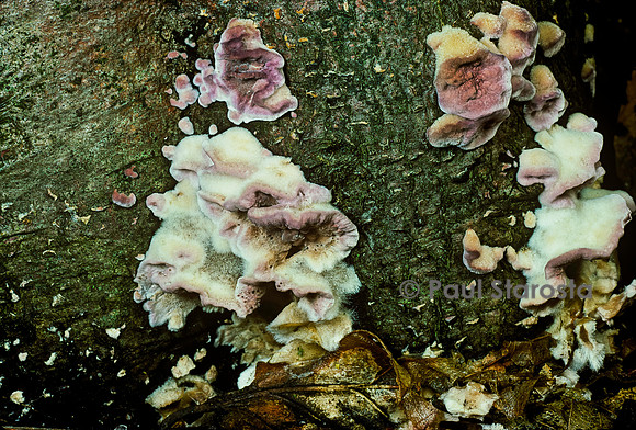 Chondrostereum purpureum (stérée pourpre)