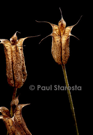 Aquilegia vulgaris (ancolie cmmune, aiglantine, cinq-doigts, colombine, bonne-femme) - fruit