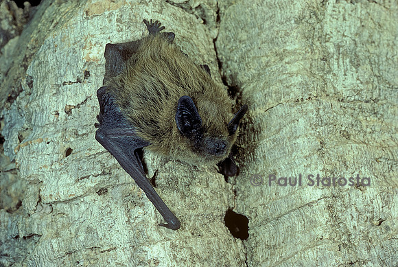 Pipistrellus kuhlii (pipistrelle de Kuhl)
