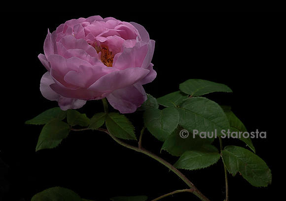 Rosa gallica ‘Huilii’