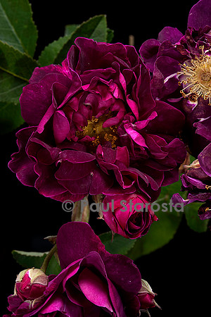 Rosa gallica ‘Tuscany’
