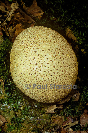 Scleroderma citrinum (scléroderme vulgaire, scléroderme commun, scléroderme citron, scléroderme orangé)
