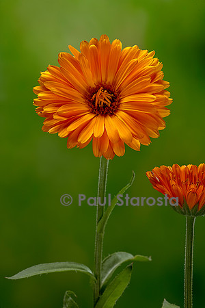 Calendula officinalis (souci, souci officinal, souci des jardins)