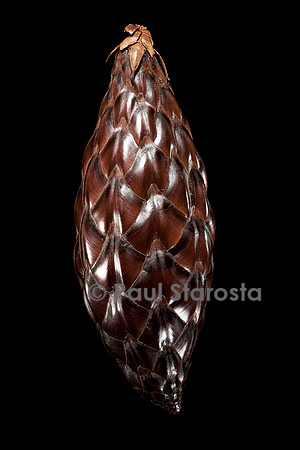 Raphia regalis (palmier raphia)