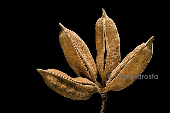 Brachychiton discolor (lacebark kurrajong) - infrutescence