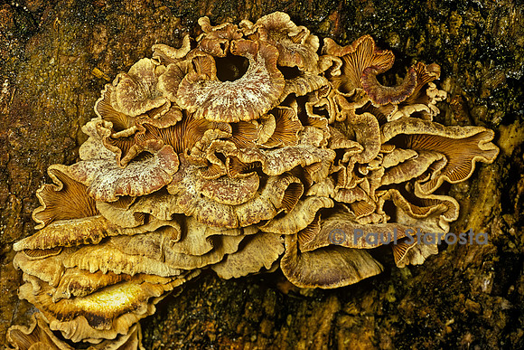 Lentinellus ursinus (lentin couleur d'ours)