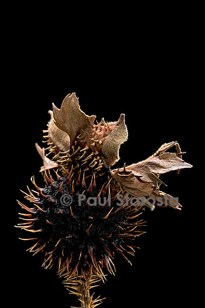 Rosa roxburghii (rosier châtaigne) - fruit