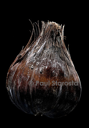 Nypa fruticans (palmier d'eau) - fruit