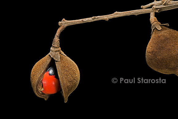 Ormosia krugii (caconnier) - fruits