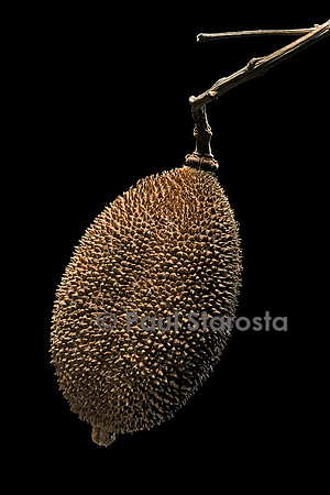 Pithecoctenium crucigerum (liane à râpe) - fruit