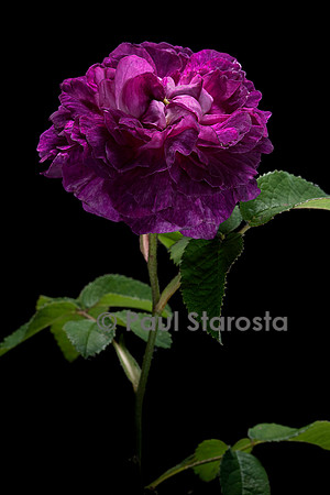 Rosa gallica ‘Marie Tudor’