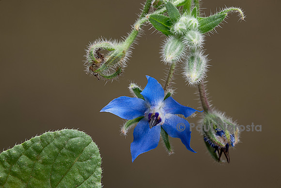 Borago officinalis (bourrache, bourrache officinale)