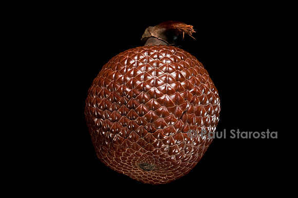 Mauritia flexuosa (aguaje, palmier bâche)