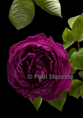 Rosa gallica ‘Roi des Pourpres’