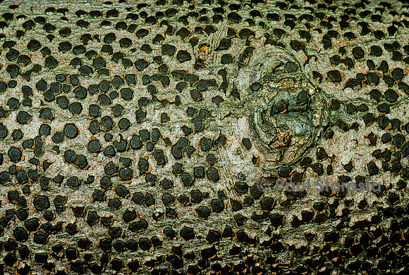 Diatrype disciformis (diatrype en disque)
