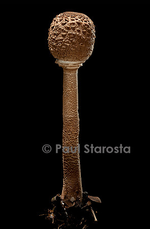 Macrolepiota procera (coulemelle)