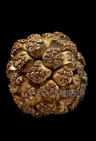 Pandanus tectorius (vacouet) - fruit