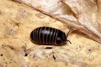 Glomeris marginata (gloméris marginé)