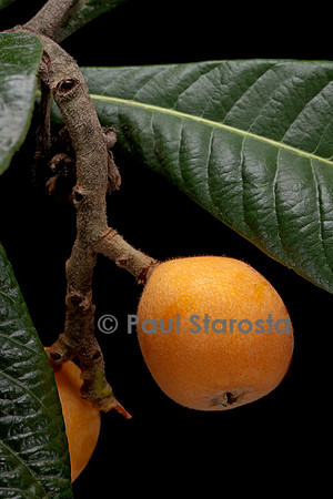 Eriobotrya japonica (Néflier du Japon, bidacier, bidassier) - fruit
