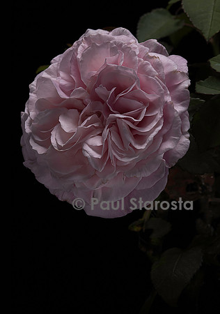 Rosa X centifolia muscosa ‘Mrs. William Paul’