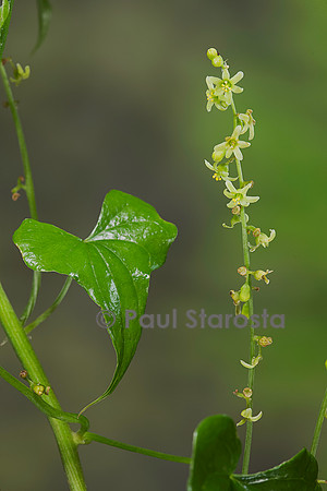 Dioscorea communis (tamier commun, herbe aux femme battues)