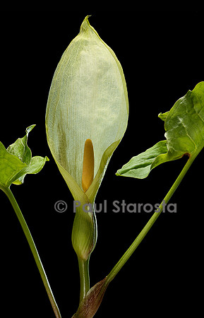 Arum italicum (arum d'Italie, gouet d'Italie)