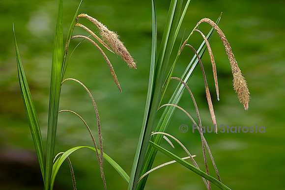 Carex pendula (laîche à épis pendants, laîche pendante, laîche élevée) - inflorescences