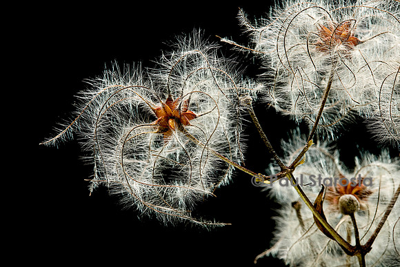 Clematis vitalba (clématite blanche) - fruit