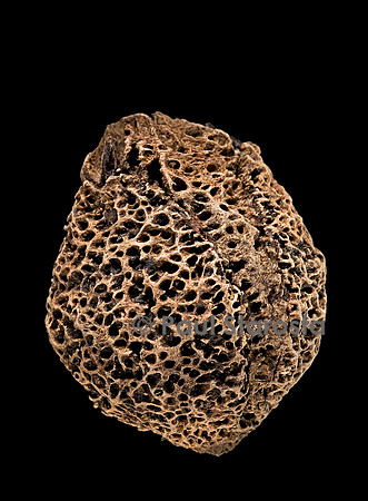 Panda oleosa (afane)