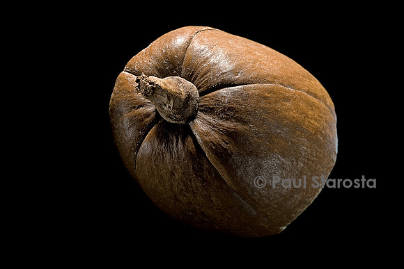 Pachira oleagina (noisetier de Cayenne) - fruit