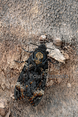 Acherontia atropos (sphinx tête-de-mort) - sur un tronc