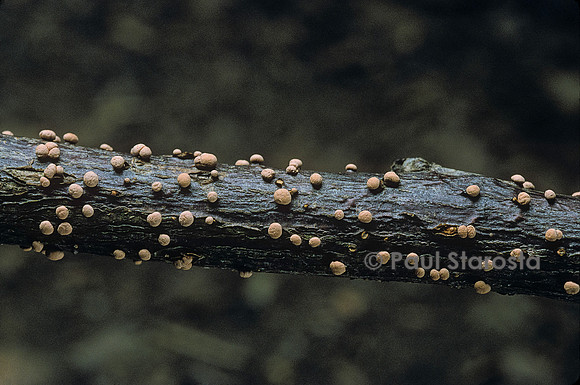 Nectria cinnabarina (nectrie couleur de cinabre)