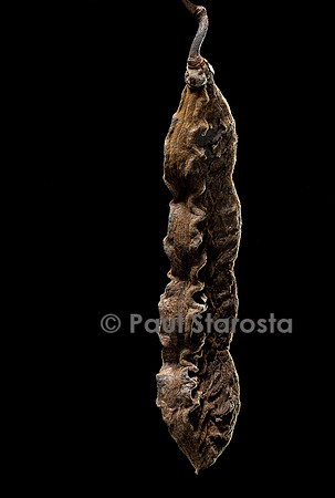Mucuna flagellipes (koso) - fruit