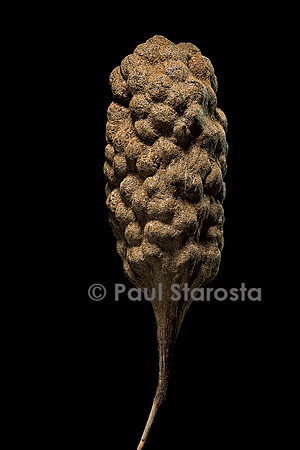 Morinda citrifolia (nono, pomme-chien) - fruit