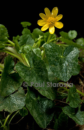 Ranunculus ficaria (ficaire)