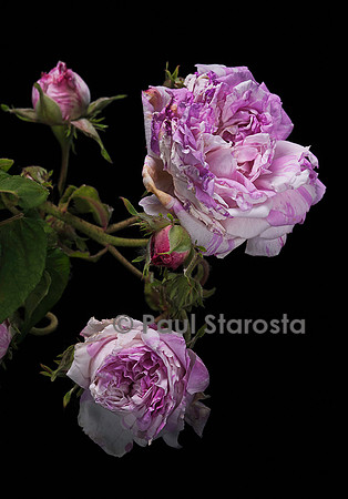 Rosa gallica ‘Grande Renoncule’
