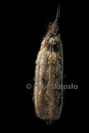 Ochroma pyramidale (balsa, bois flot) - fruit