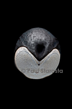 Cardiospermum halicacabum (pois de cœur, pois à merveille)
