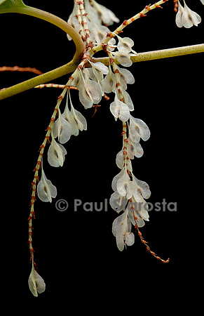 Reynoutria japonica (renouée du japon) - fruits