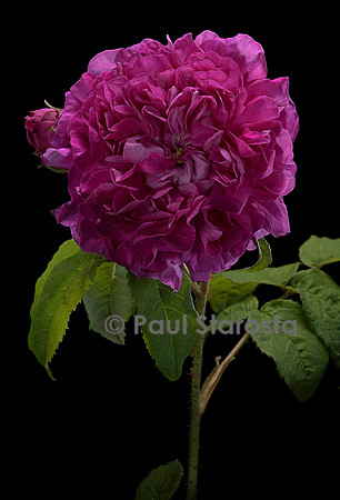Rosa gallica ‘Fleur de Pelletier’