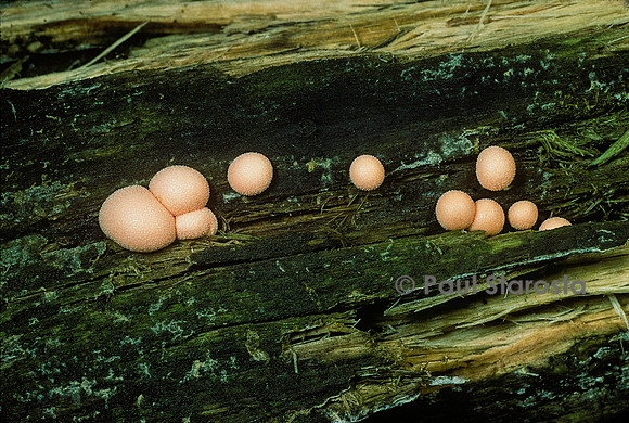 Lycogala epidendrum (lait de loup)