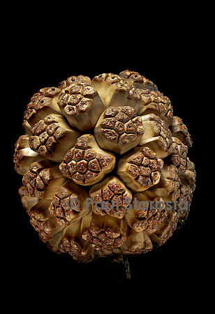 Pandanus tectorius (vacouet) - fruit