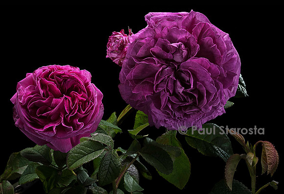 Rosa gallica ‘Agar’