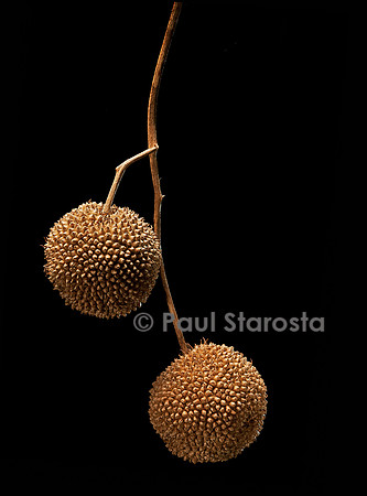 Platanus X acerifolia (platane commun) - fruit