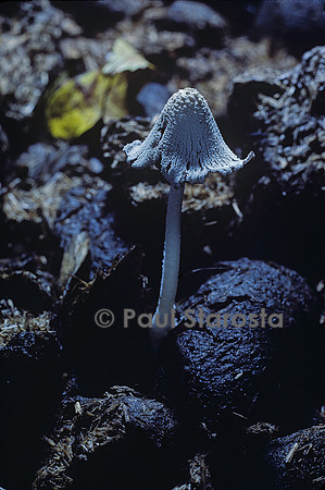 Coprinopsis nivea (coprin blanc de neige) - sur du crottin