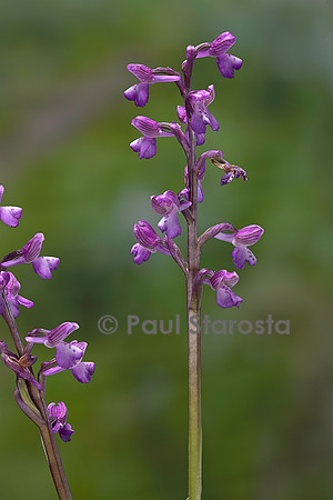 Anacamptis morio (orchis bouffon, damette)