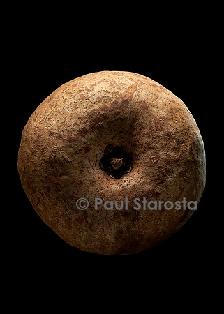 Omphalocarpum elatum (sein de jeune fille) - fruit