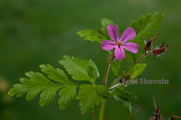 Geranium robertianum (herbe à Robert)