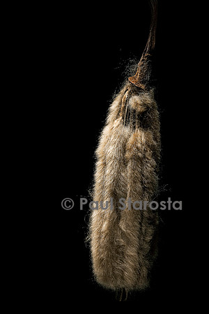 Ochroma pyramidale (balsa, bois flot) - fruit